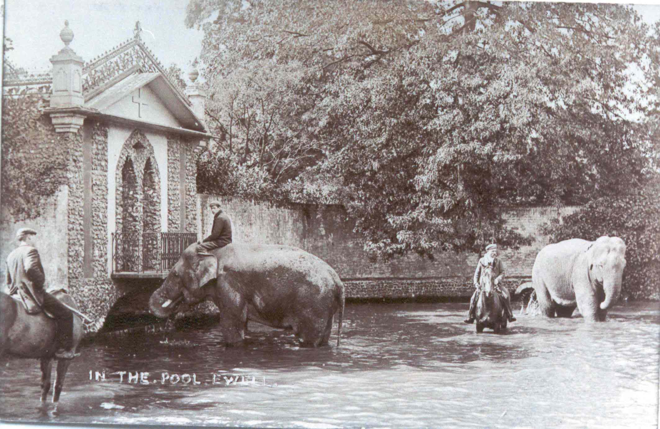 Ewell's horse pond Ewell's horse pond