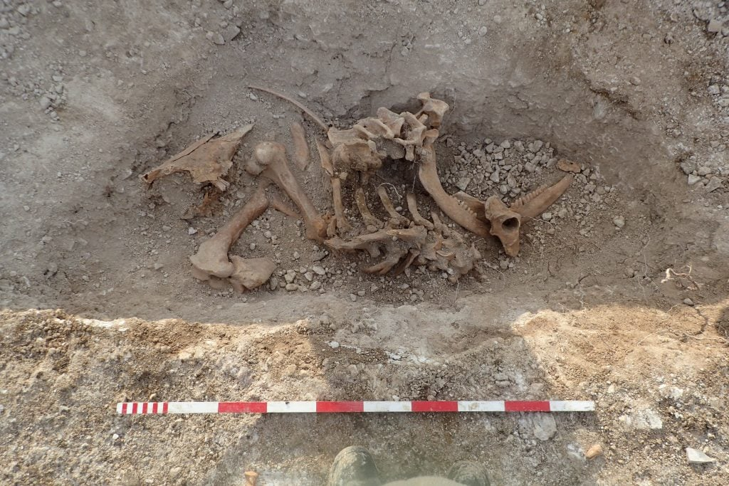 Aurochs Burial