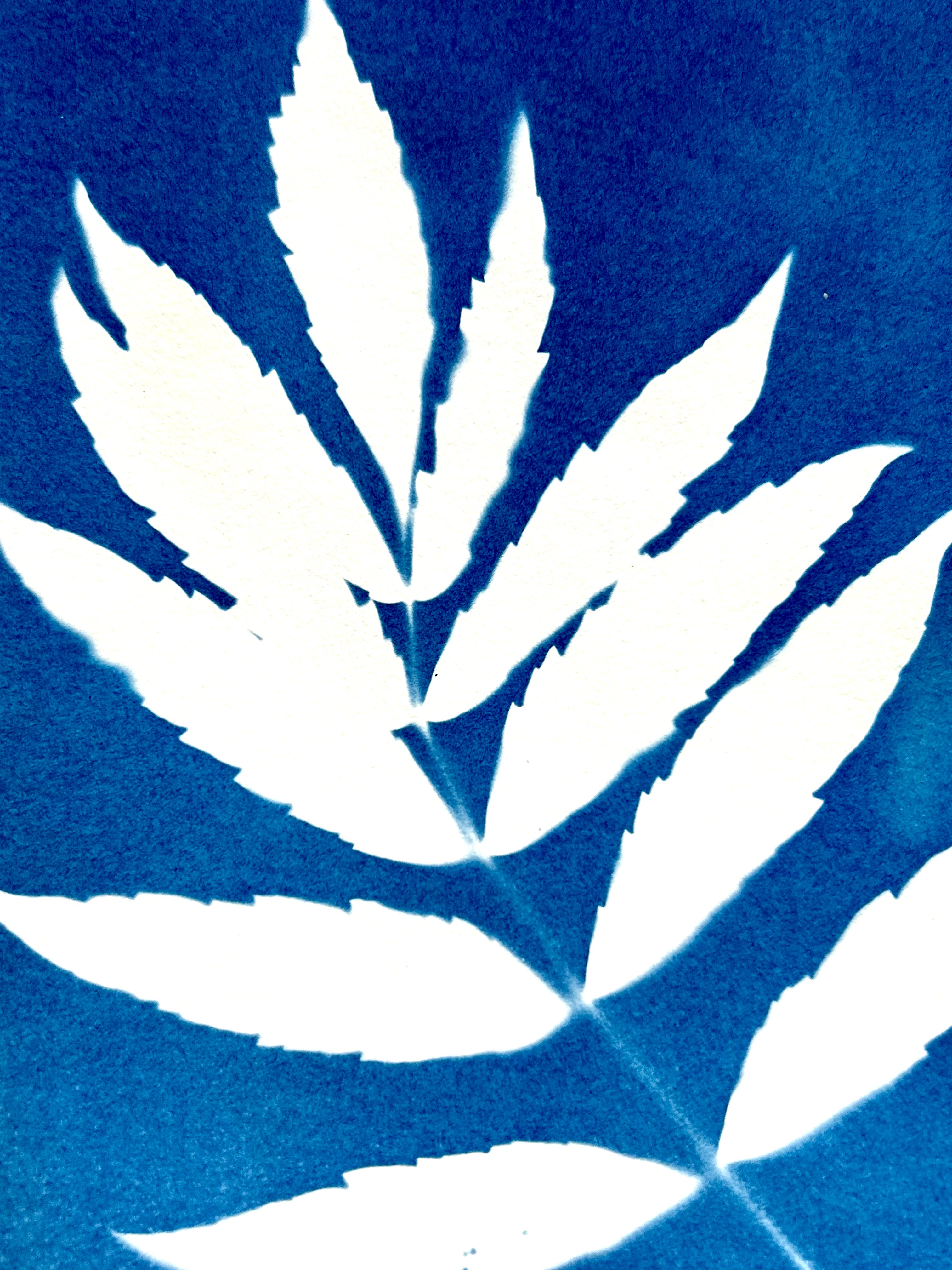 A Sun Print