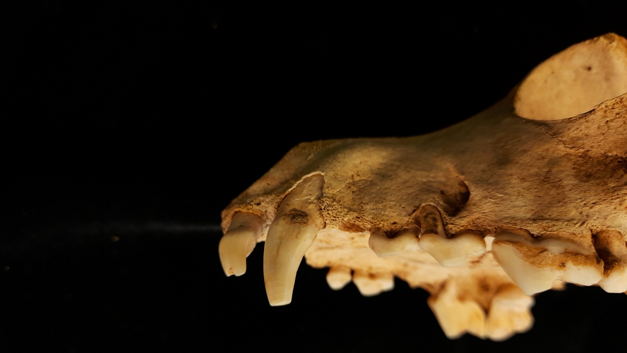 Skull Skull