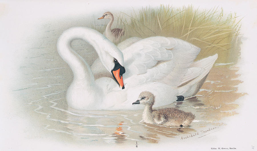 Swan with young